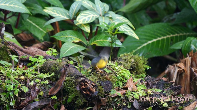 Gray-and-gold Warbler - ML622658378