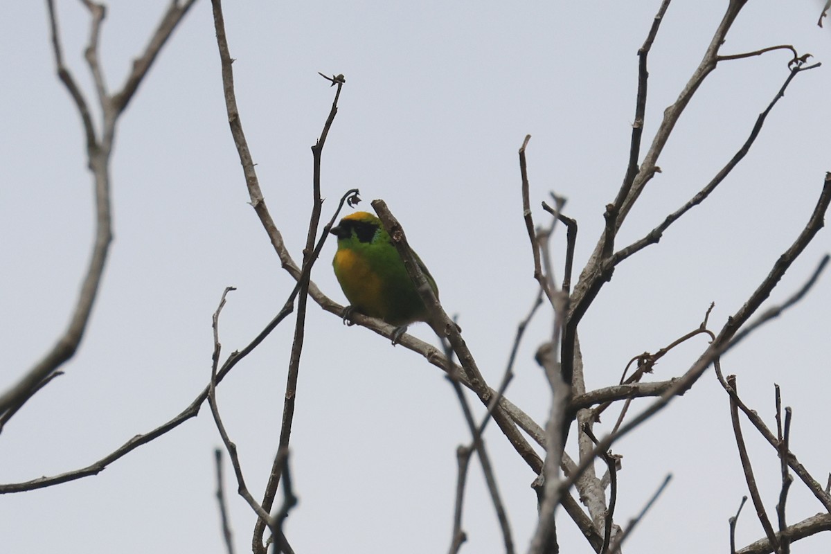 Green-and-gold Tanager - ML622658398