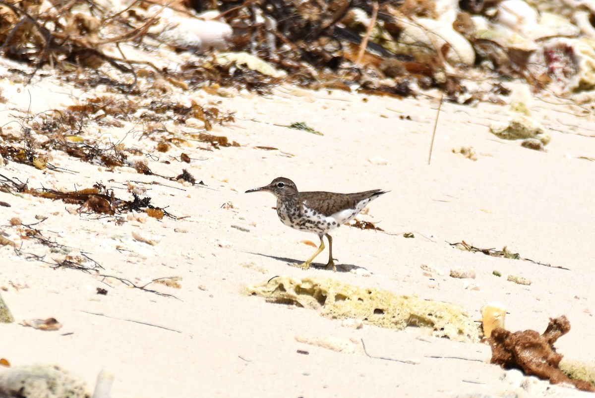 Spotted Sandpiper - irina shulgina