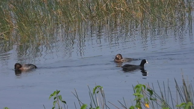 Common Pochard - ML622658435