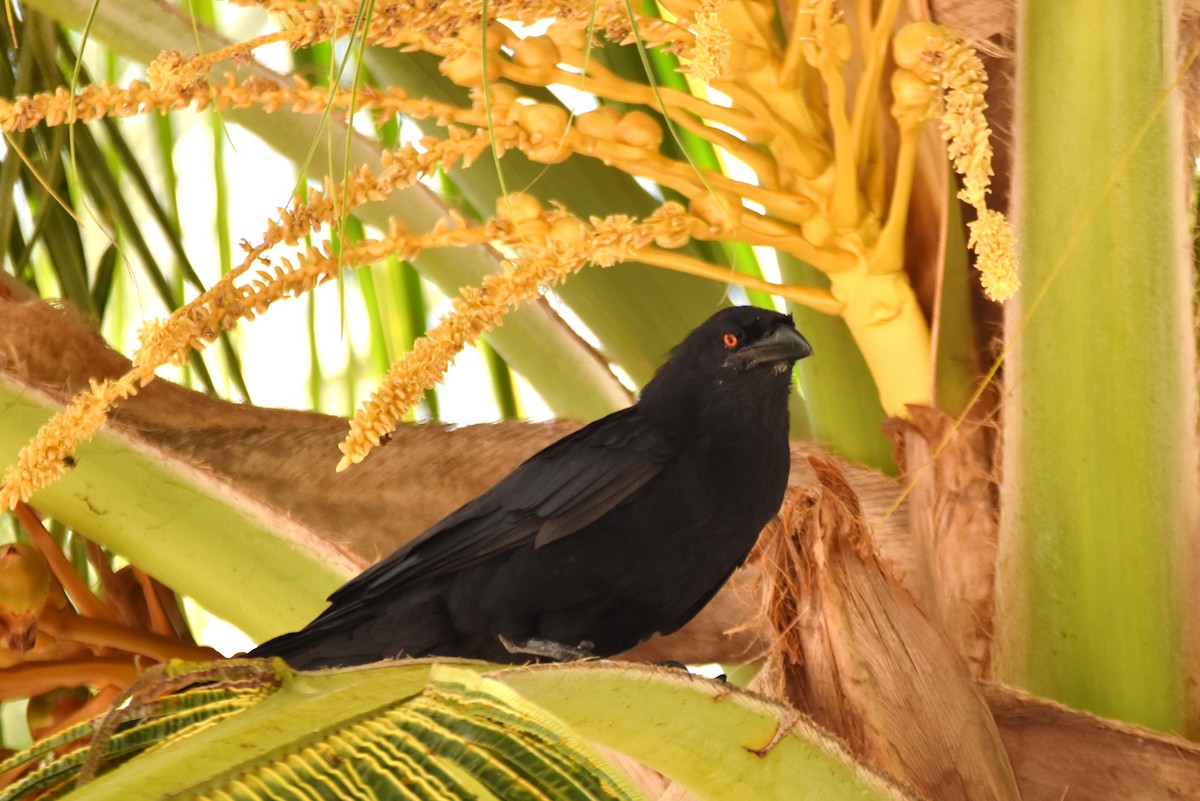 White-necked Crow - ML622658440