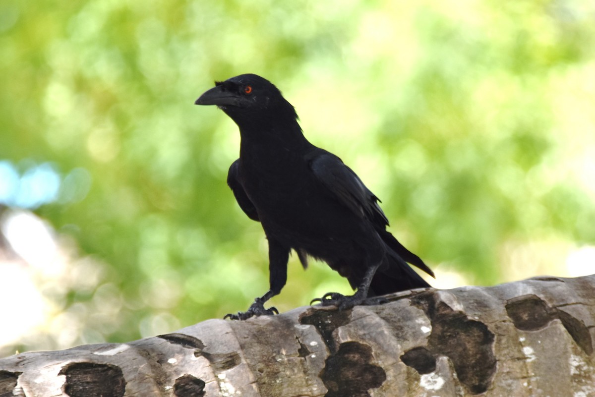 White-necked Crow - ML622658441