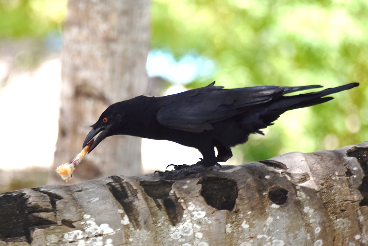 White-necked Crow - ML622658442