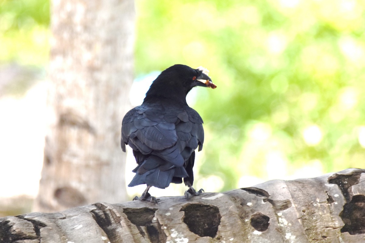 White-necked Crow - ML622658443