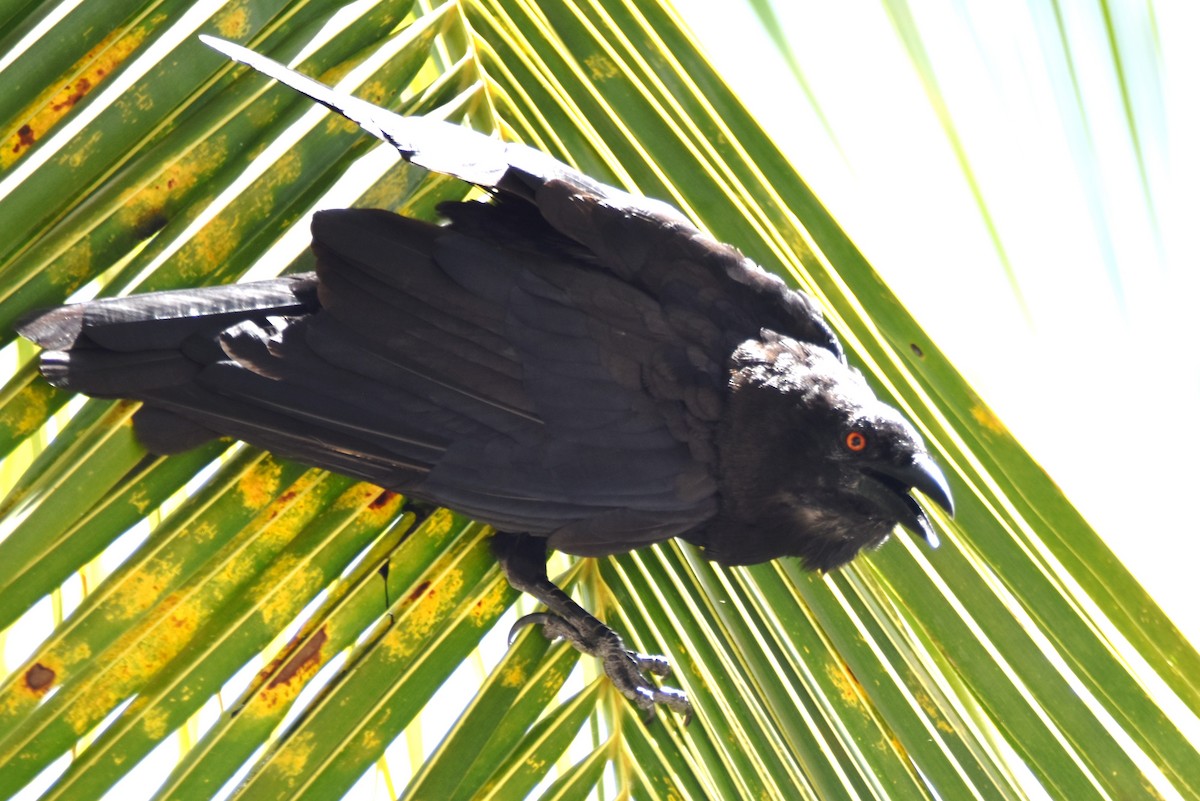 White-necked Crow - ML622658467