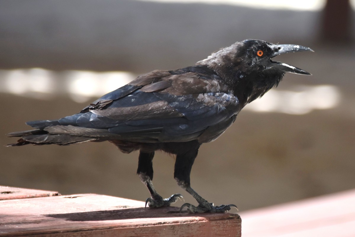 White-necked Crow - ML622658469