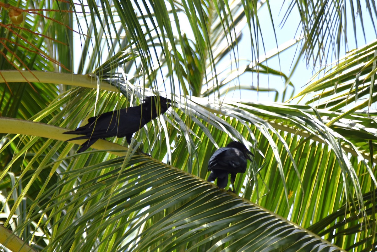 White-necked Crow - ML622658470