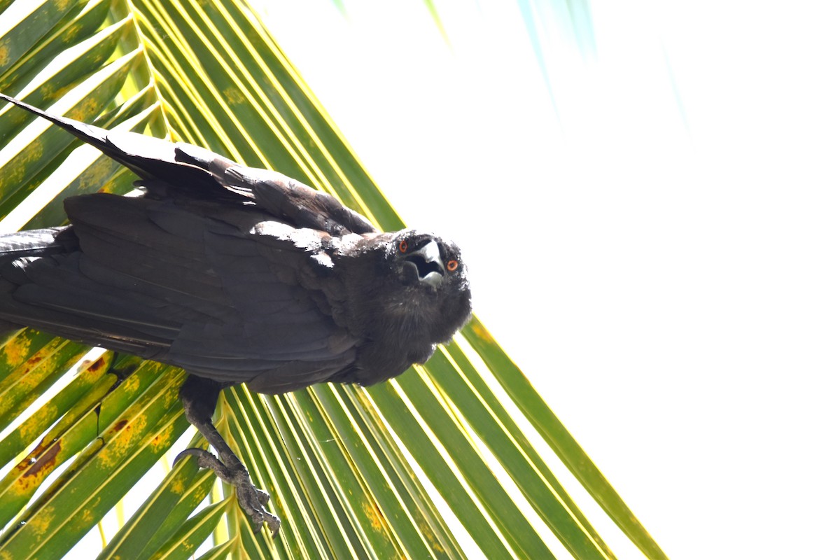 White-necked Crow - ML622658472