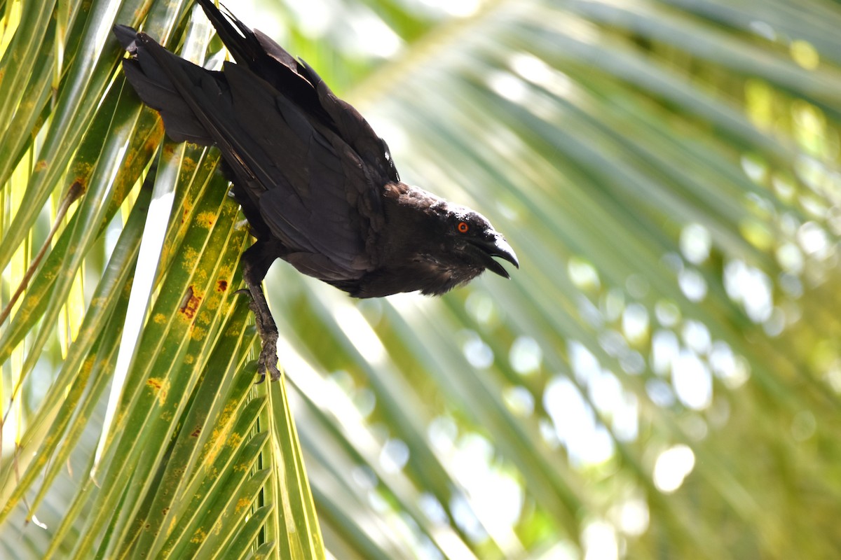 White-necked Crow - ML622658473