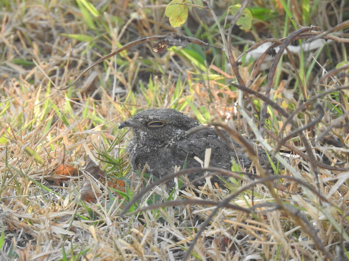 Savanna Nightjar - ML622658484