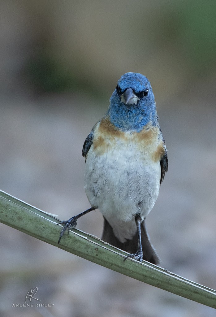 Lazuli Bunting - Arlene Ripley