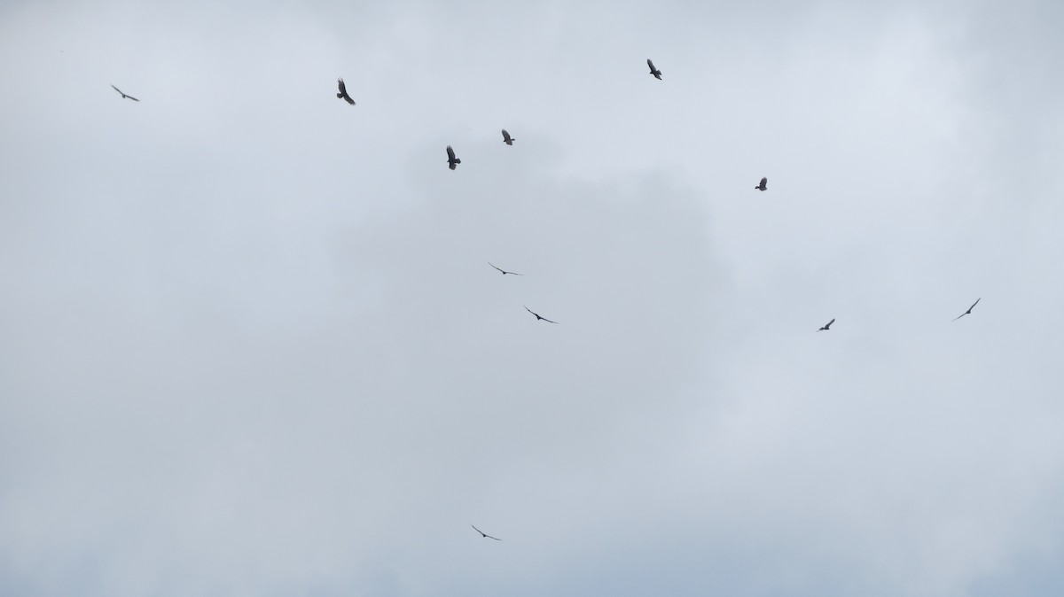 Turkey Vulture - ML622658538