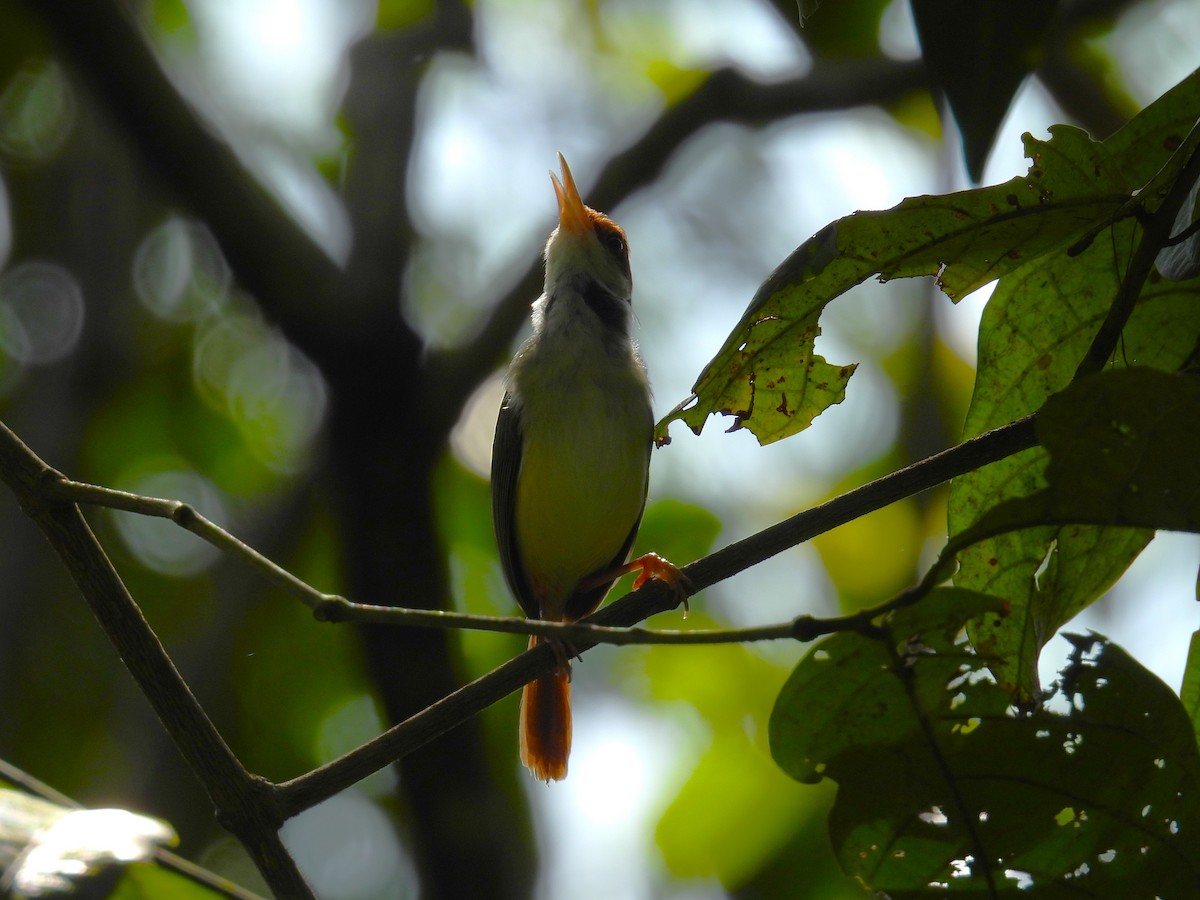 Rufous-tailed Tailorbird - ML622658570