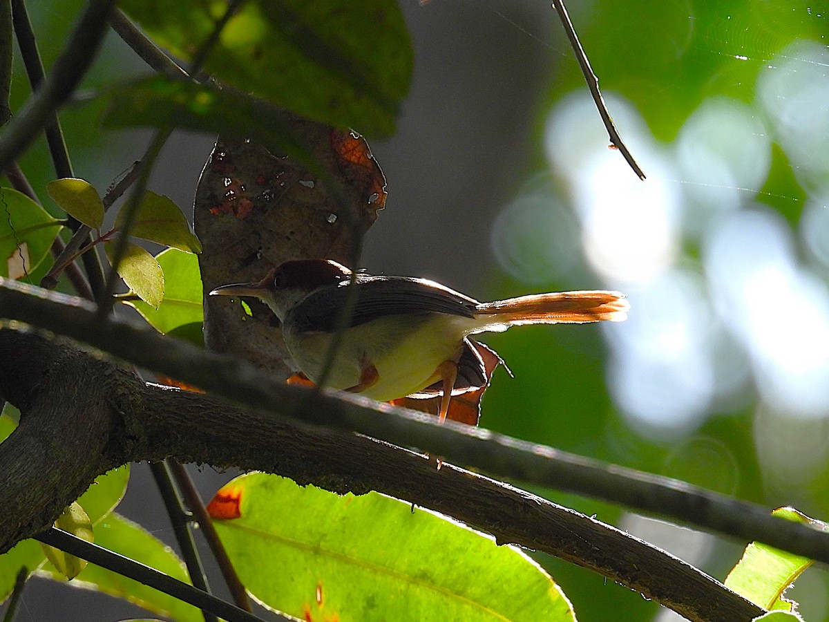 Rufous-tailed Tailorbird - ML622658571