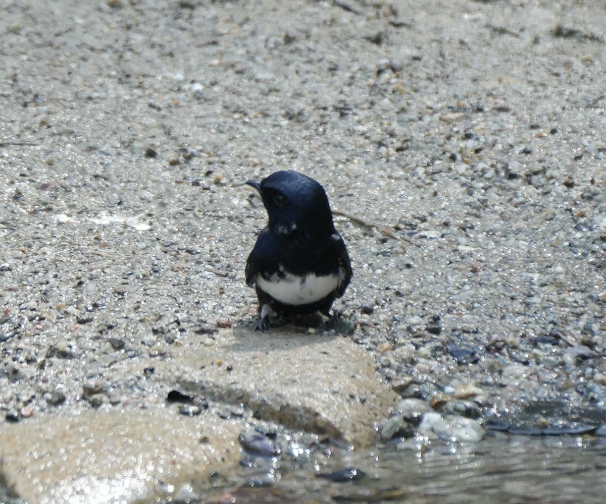 Golondrina Fajiblanca - ML622658588