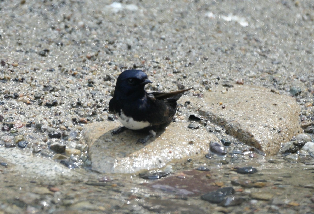 Golondrina Fajiblanca - ML622658589