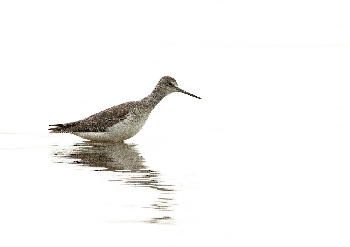 Greater Yellowlegs - ML622658645