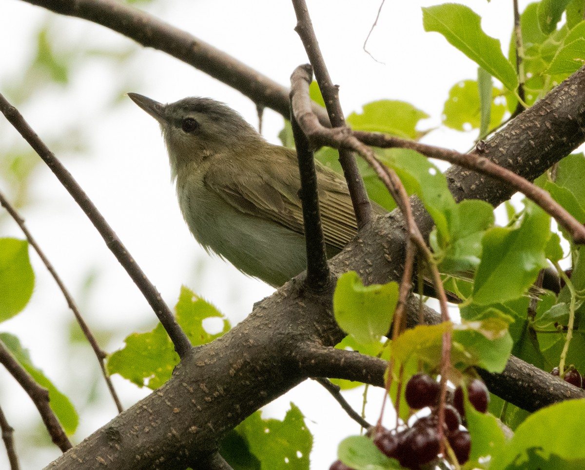 Vireo occhirossi - ML622658652