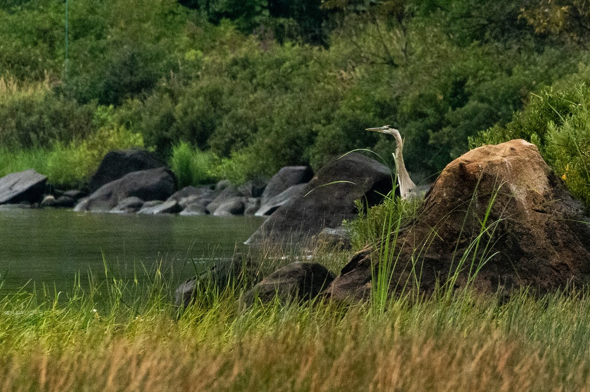 Great Blue Heron - ML622658657