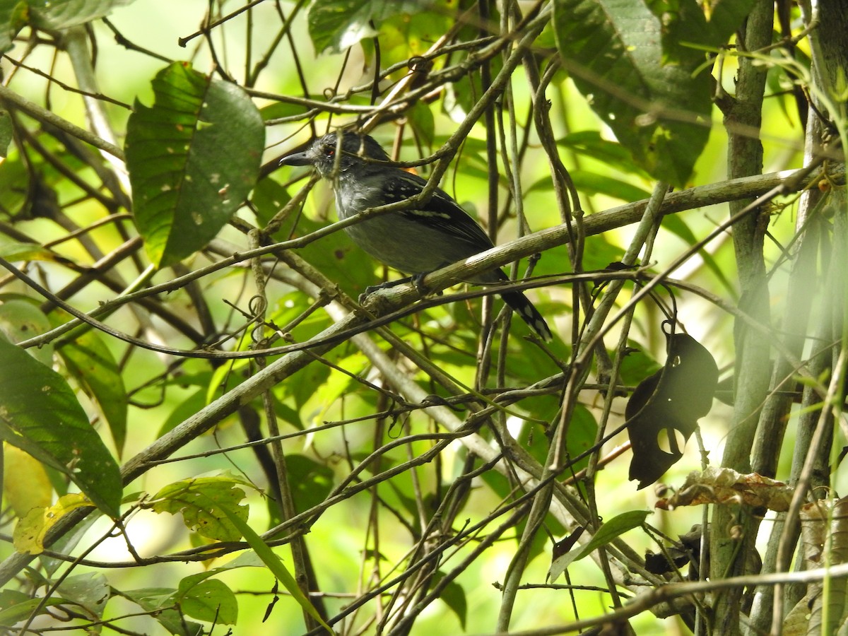 Natterer's Slaty-Antshrike - ML622658720