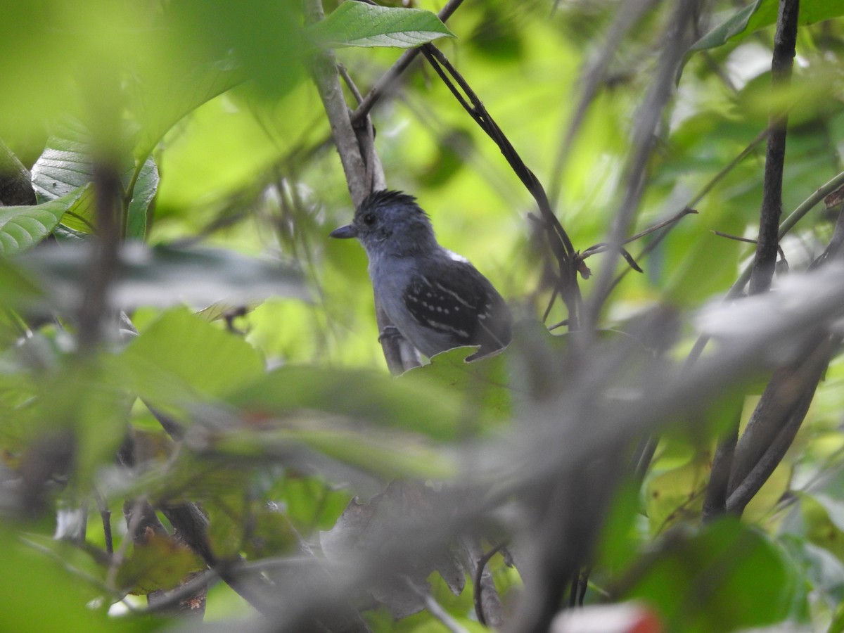 Natterer's Slaty-Antshrike - ML622658721