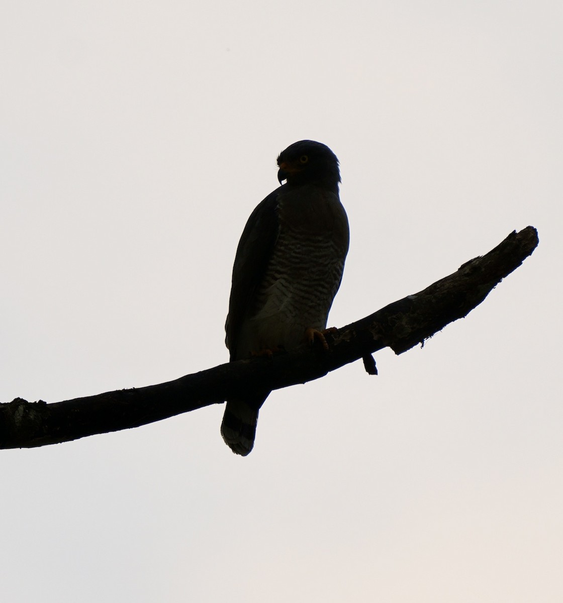 Roadside Hawk - ML622658731