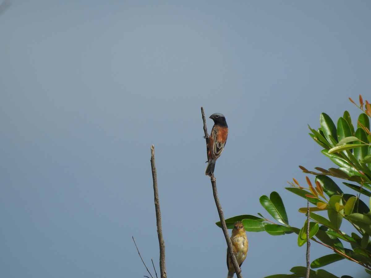 Dark-throated Seedeater - ML622658746