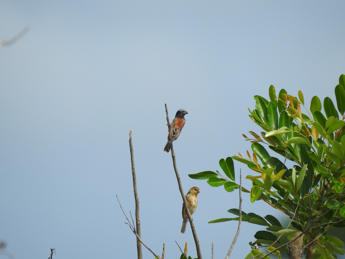 Dark-throated Seedeater - ML622658747