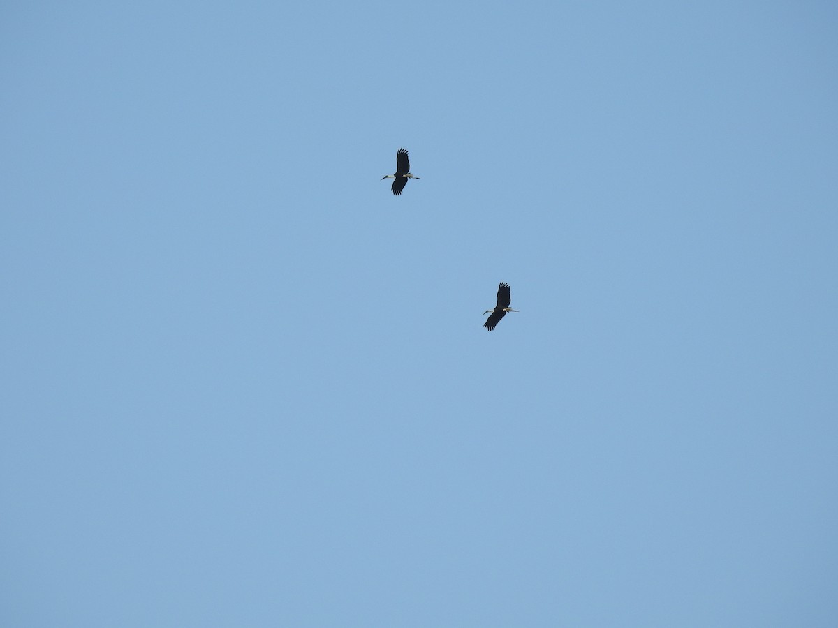 Asian Woolly-necked Stork - ML622658767