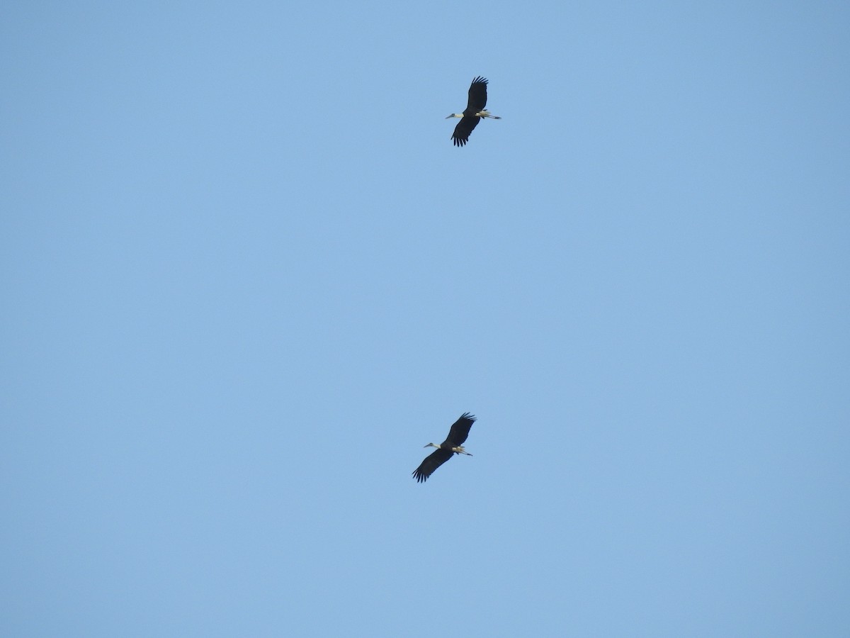 Asian Woolly-necked Stork - ML622658768