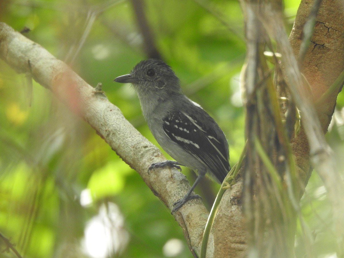 Natterer's Slaty-Antshrike - ML622658797