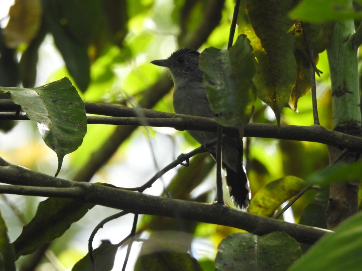 Natterer's Slaty-Antshrike - ML622658798