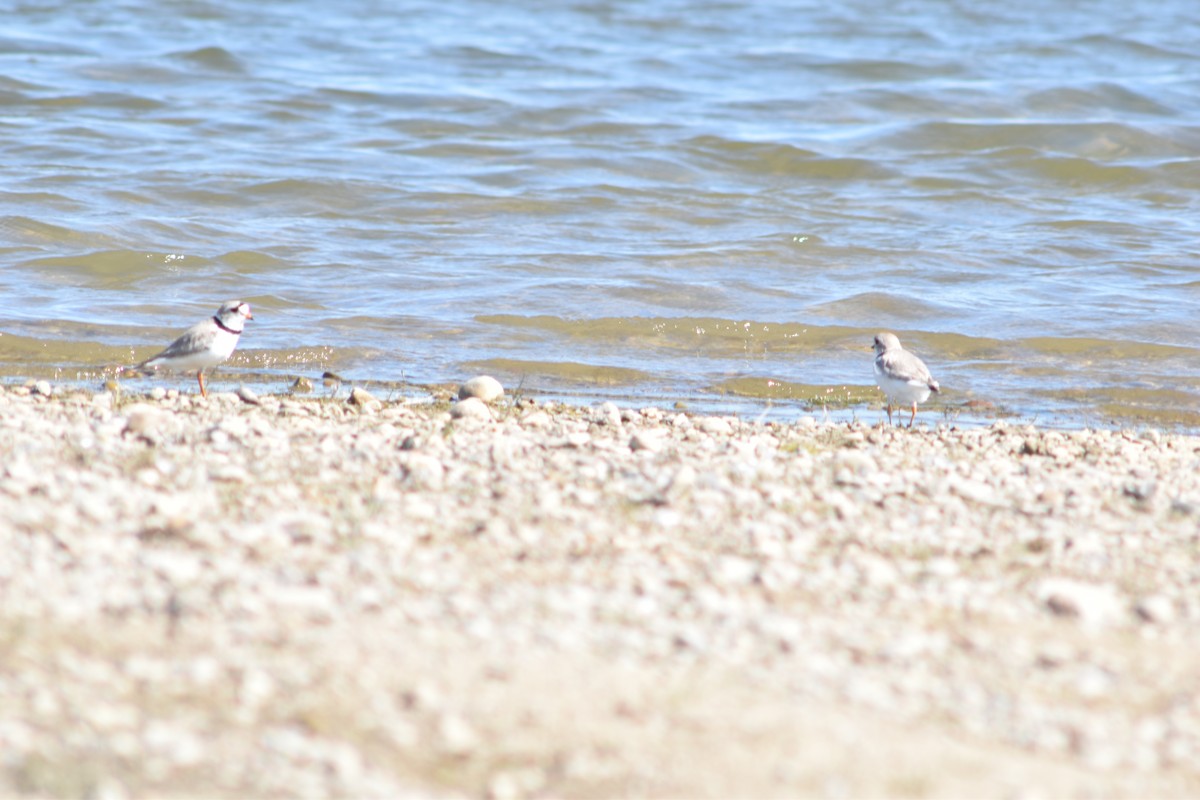 Piping Plover - ML622658830