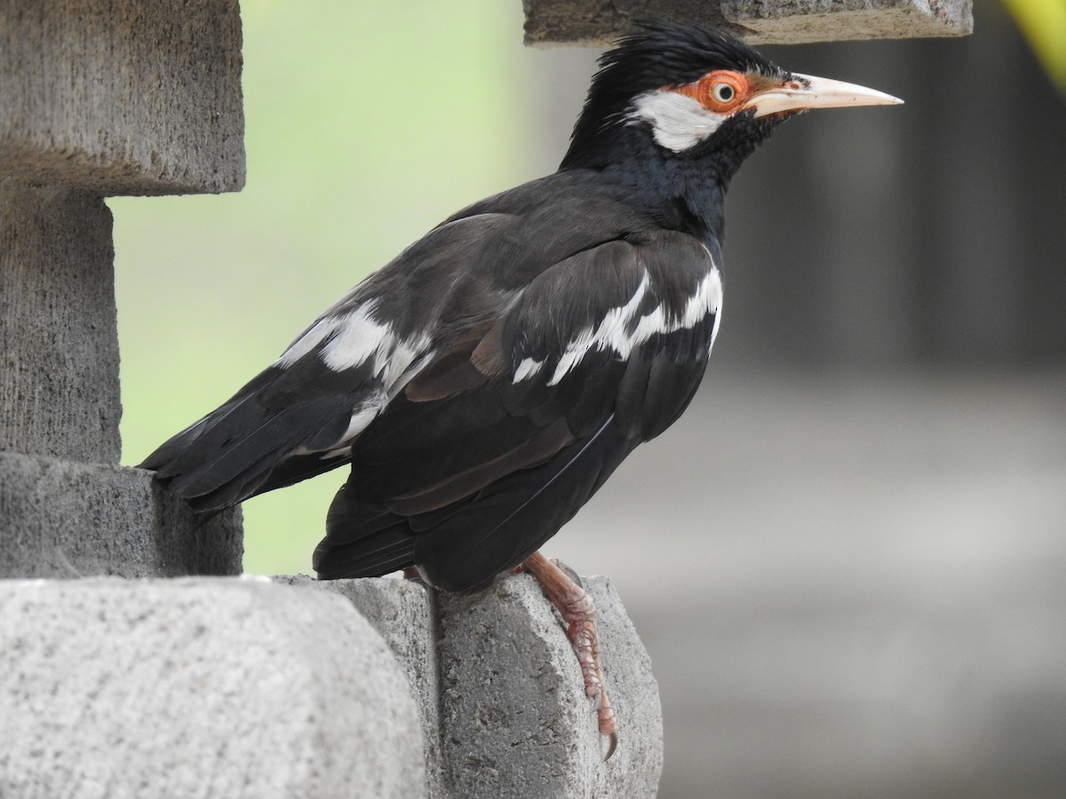 Javan Pied Starling - ML622658865