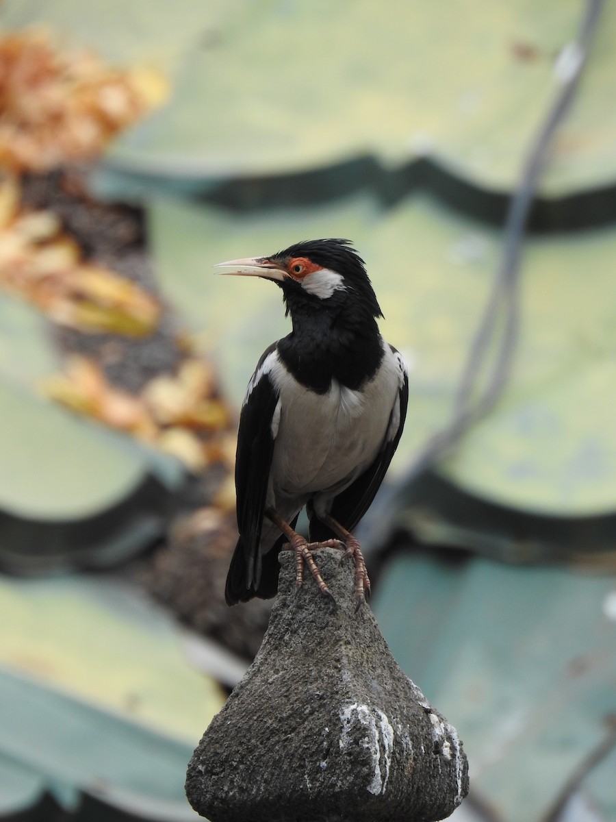 Javan Pied Starling - ML622658866