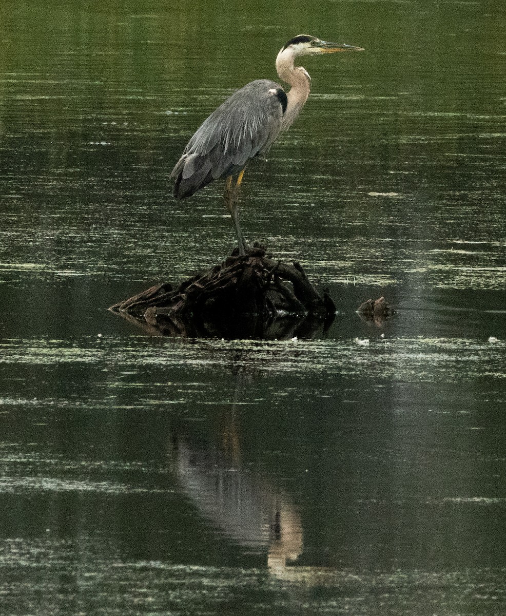 Great Blue Heron - ML622658932