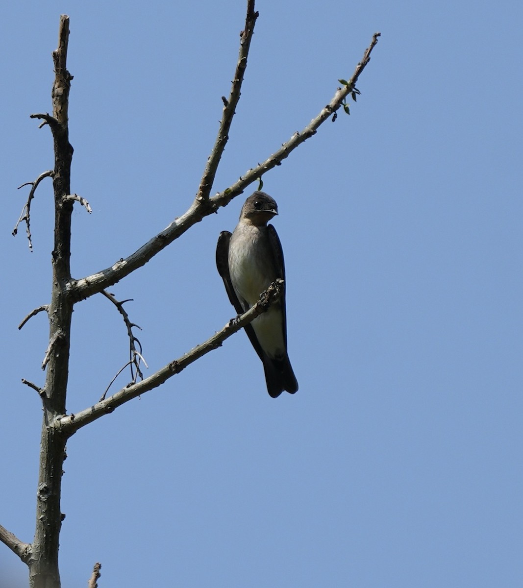 Southern Rough-winged Swallow - Taylor Abbott