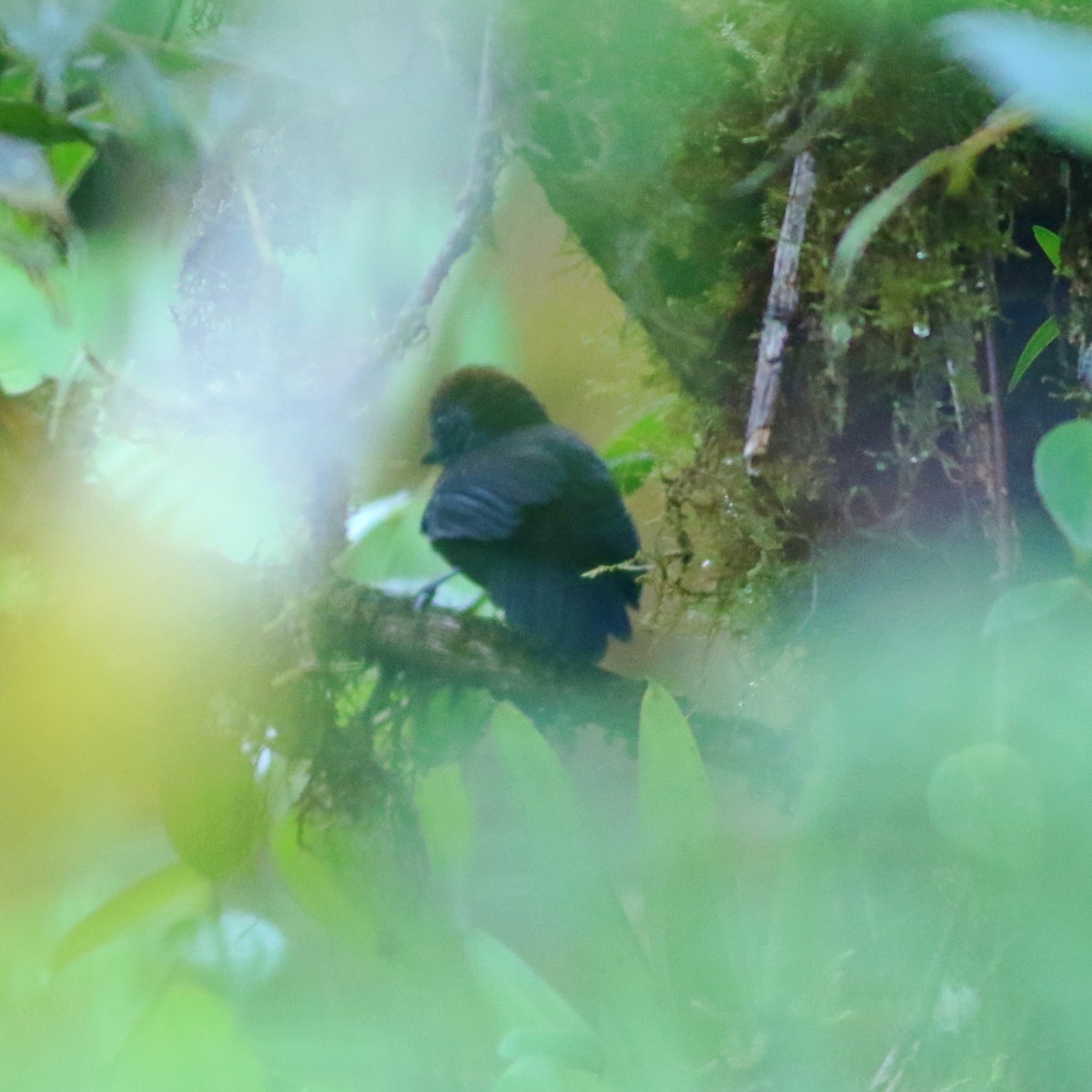 Bicolored Antvireo - Julian Zuleta (Organización Ambiental Vida silvestre)