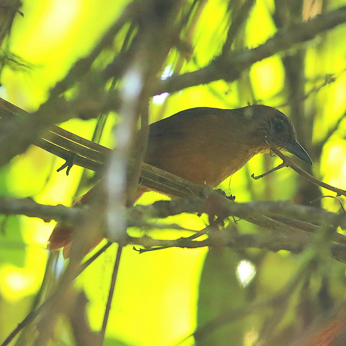 Streak-capped Treehunter - ML622659022