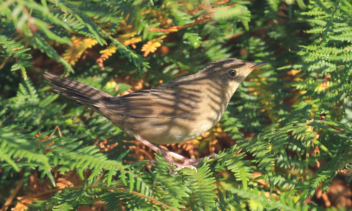 Common Grasshopper Warbler - Craig Reed