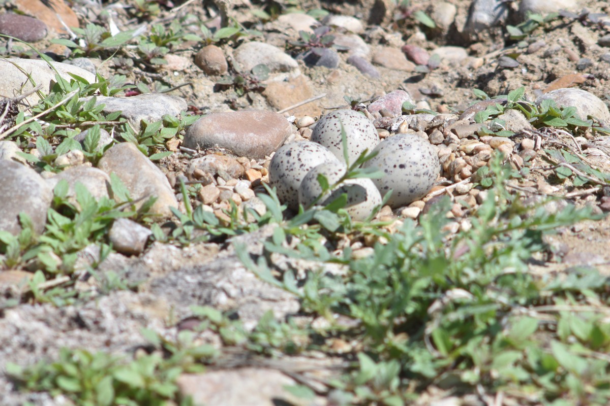 Piping Plover - ML622659179