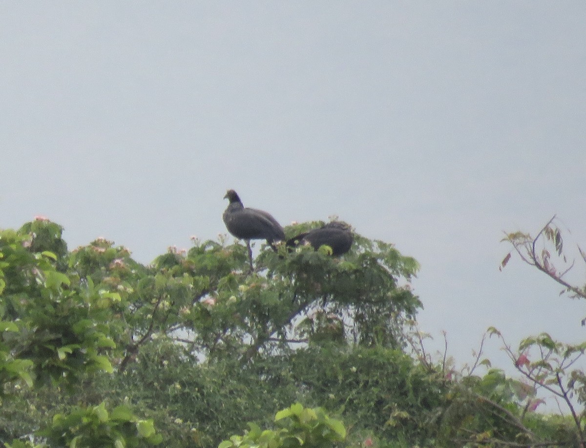 Horned Screamer - Chris Welsh