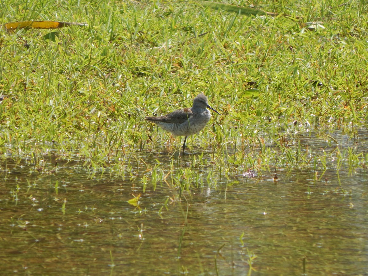 Stilt Sandpiper - ML622659240