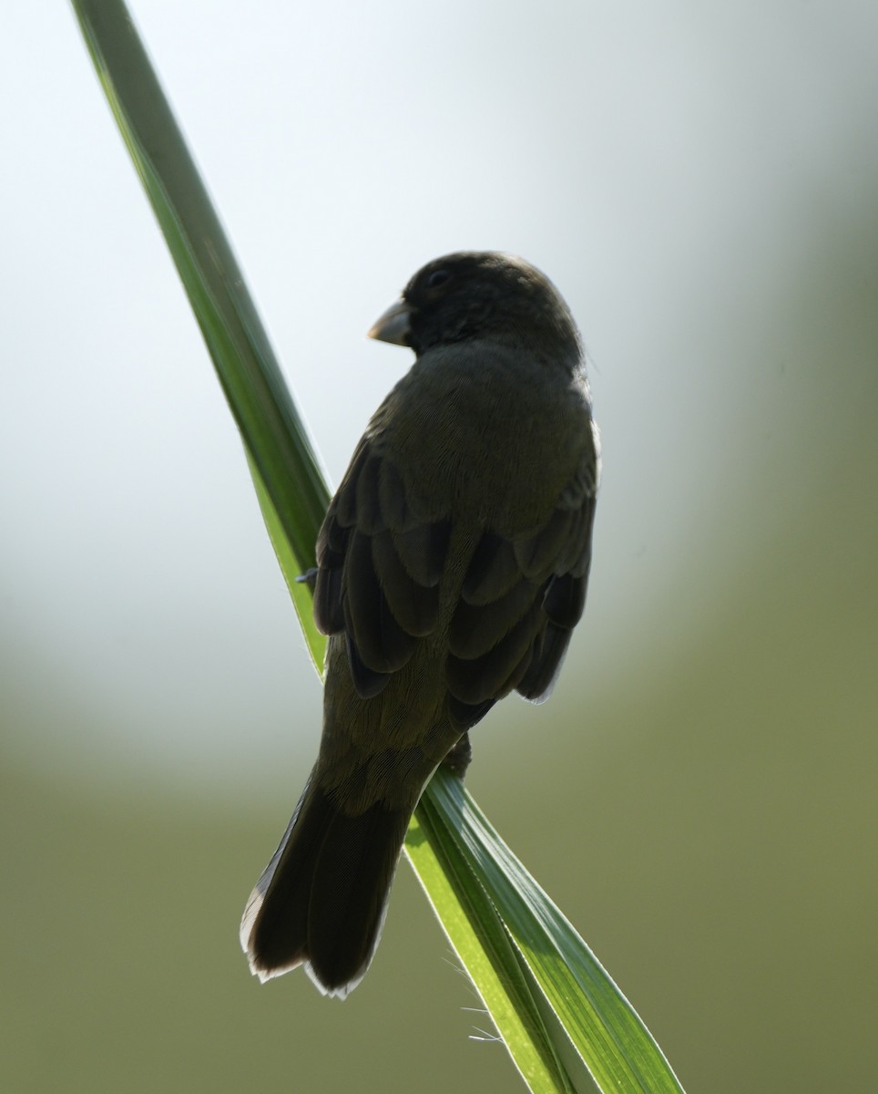 Paramo Seedeater - ML622659279