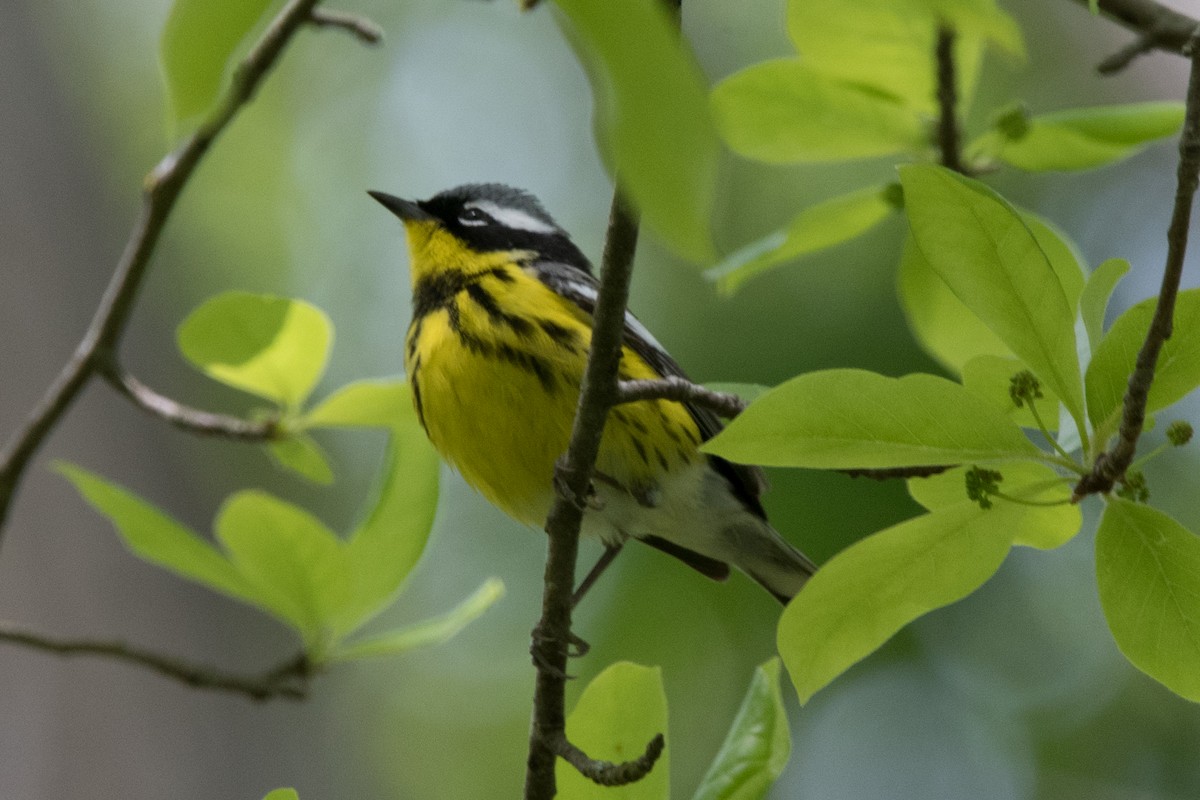 Magnolia Warbler - Joe W