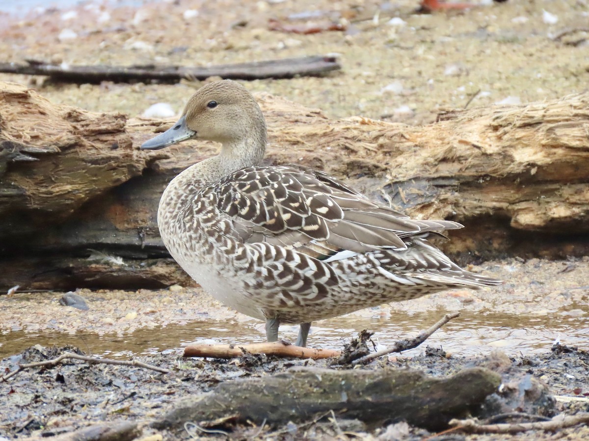 Northern Pintail - ML622659302