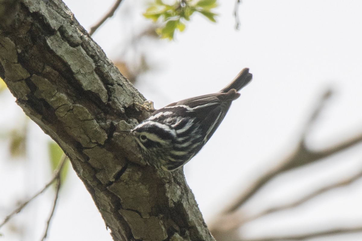 Black-and-white Warbler - ML622659397