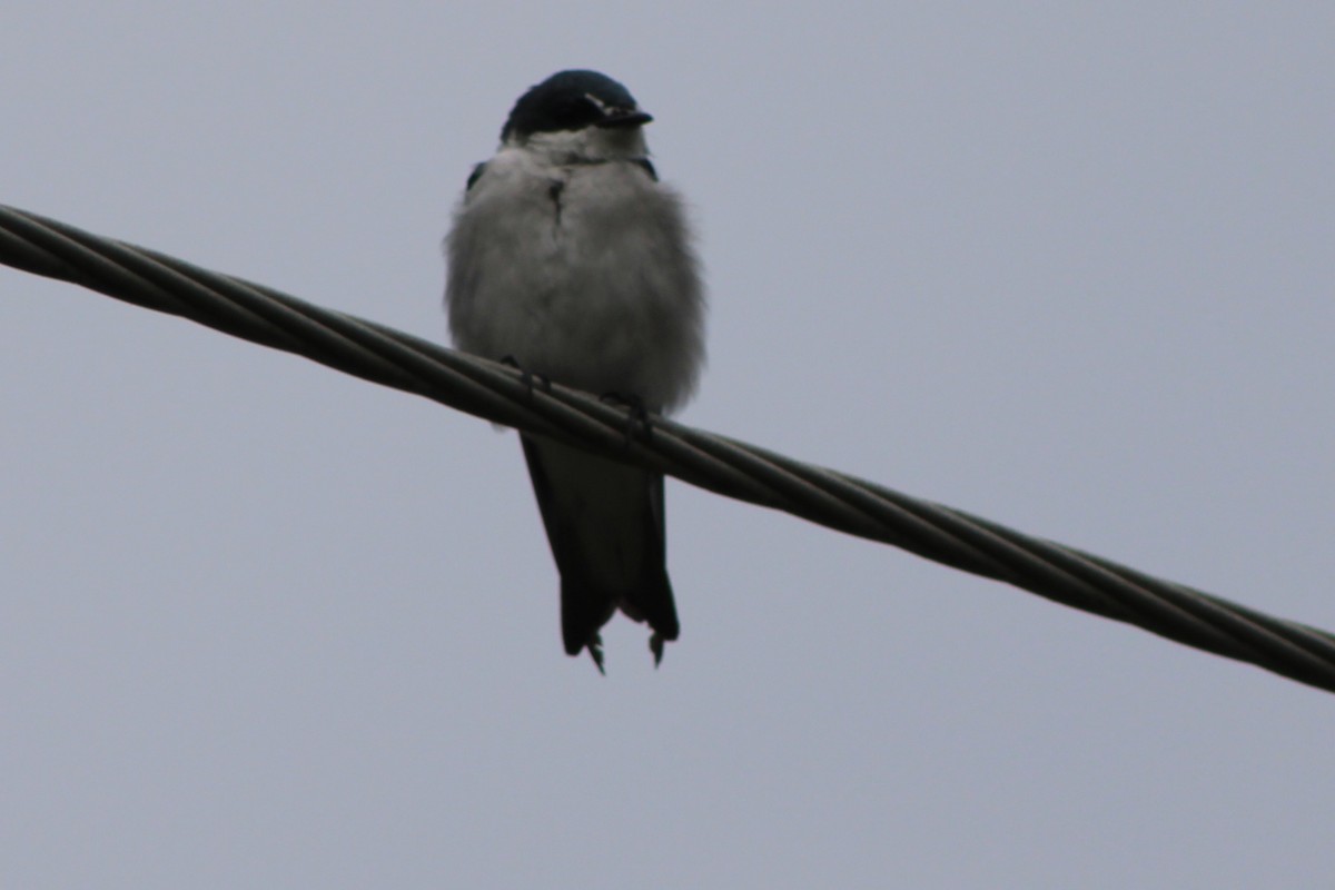 Mangrove Swallow - ML622659406