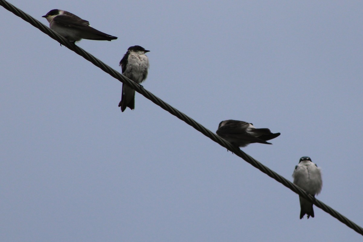 Mangrove Swallow - ML622659407