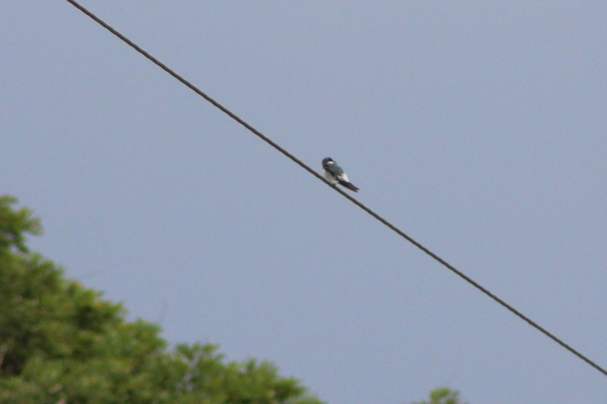 Mangrove Swallow - ML622659408